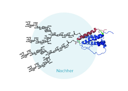 Nach der Einnahme von NAC fällt das Abhusten von Schleim leichter und befreit die Bronchien.